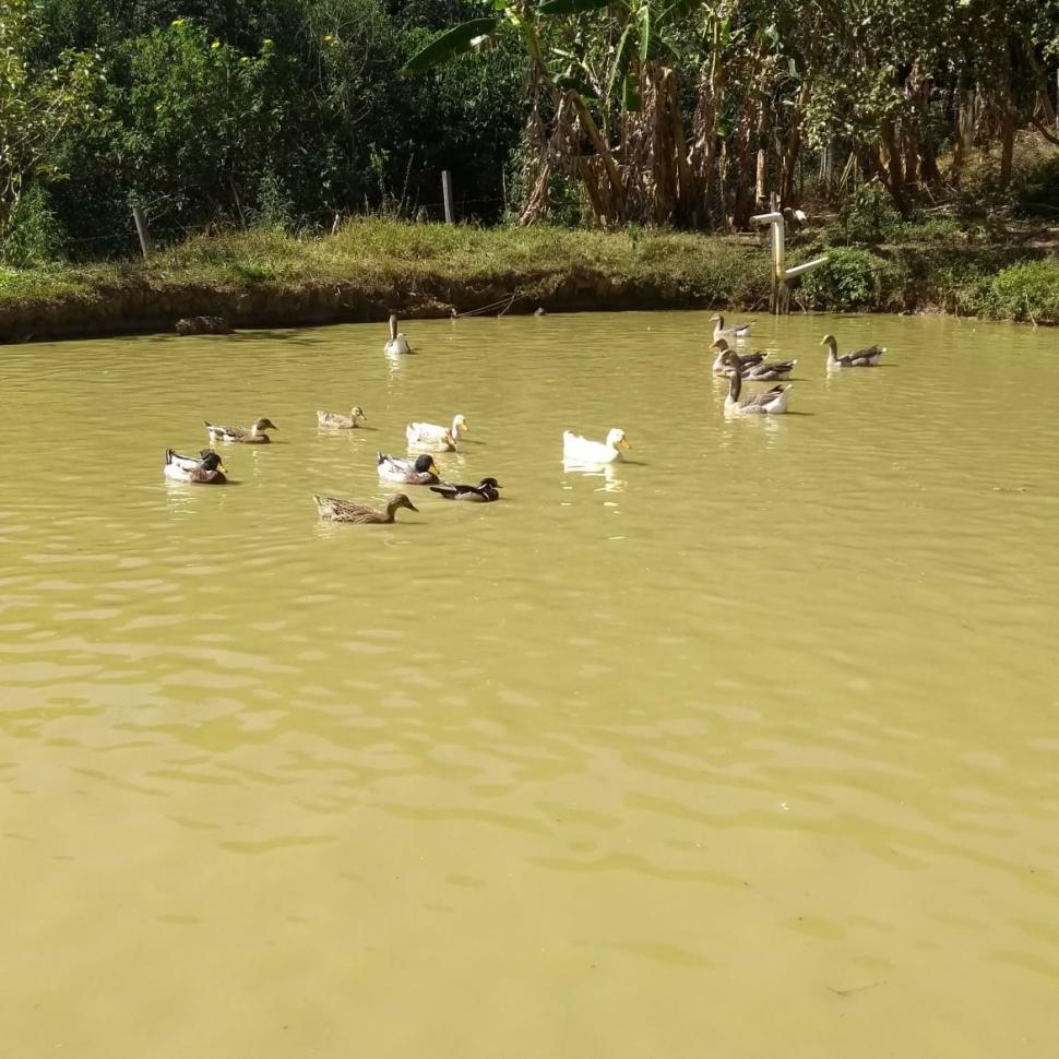 Imóvel Sítio em MONTE ALEGRE DO SUL