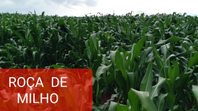 Imóvel Sítio em MONTE ALEGRE DO SUL