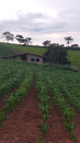 Imóvel Sítio em MONTE ALEGRE DO SUL