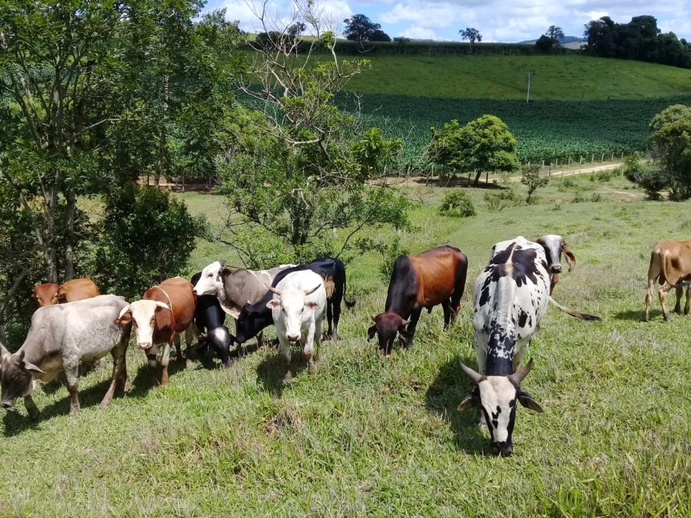 Imóvel Sítio em MONTE ALEGRE DO SUL